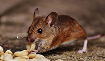 24 Hour & Emergency Exterminators in Blue Creek, WV